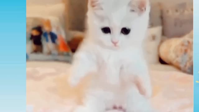 🐈🐈🐈cat funny clips 😸😸😸😸😸😸