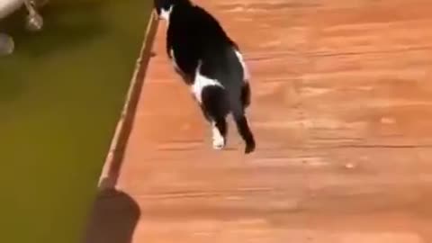 Funny animal fails short 🤣🤣