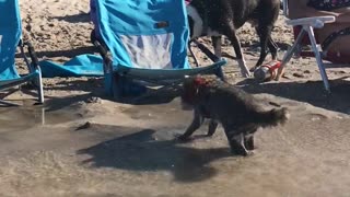 Rigby the Raccoon Goes for a Swim