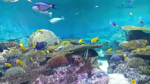 Watch beautiful aquarium fish