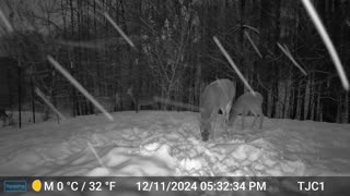 5 Deer on a Snowy Evening