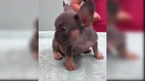 Chihuahua drama