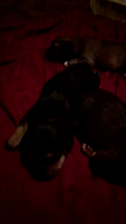 Puppies sleeping -