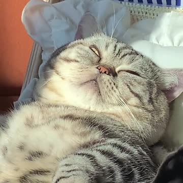 This is what cats do when on vacation