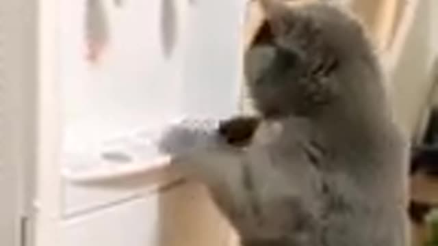 Cat Intelligence || Cat using Water Machine