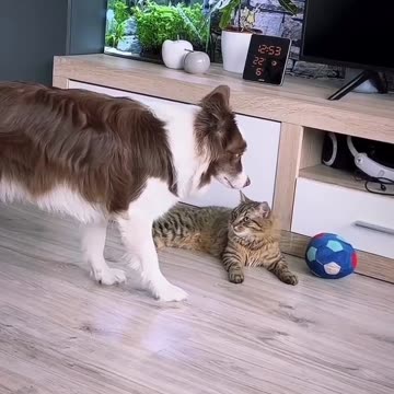 "Paws and Whiskers Comedy Club: When Dogs and Cats Steal the Spotlight with Hilarious Antics!"