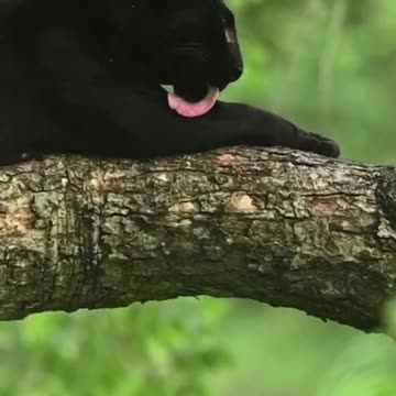panther, how beautiful!