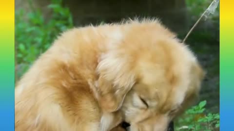 Puppy saved by another dog as humans walk past him.