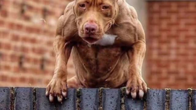 pitbull dog short video dangerous