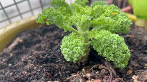 Garden bowl Kale