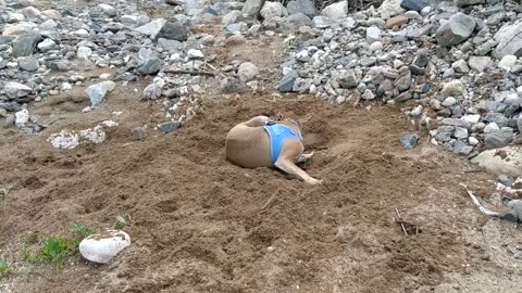Dog performance