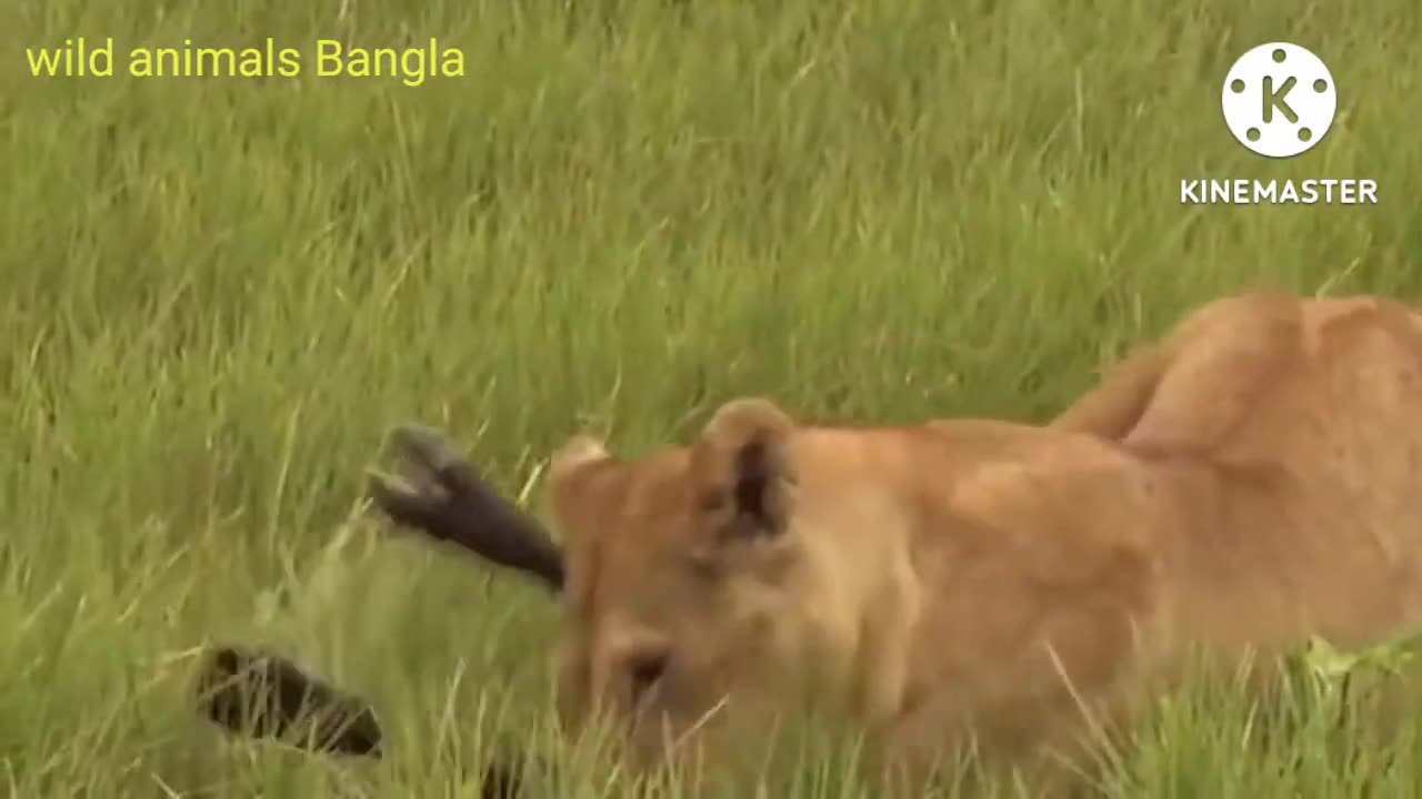 Lucky to see this 🙊|| Most Dangerous Wild Animals Video in the world || animals Bangla @Imtiyashx