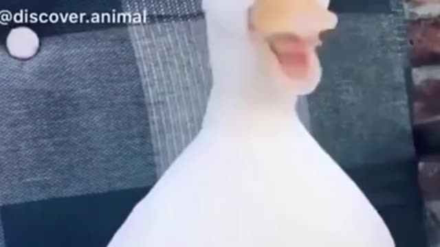 😍Funny and Cute Animal Videos 🔴😍🥰 Super Cute Animals Compilation #1
