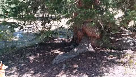 Meeting: squirrel and dog