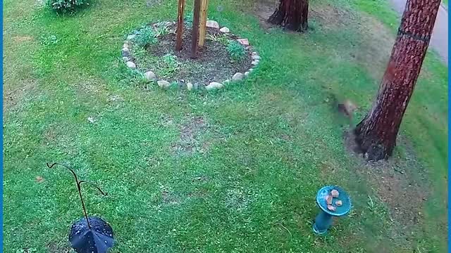 These dogs were unleashed! They were out of control and attacked anyone they saw!!😱😲🐕