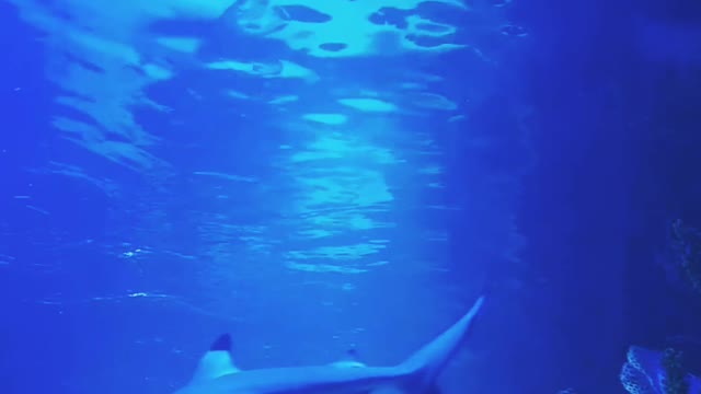 Amazing fish