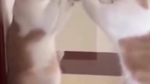 Funny cats. Two cats dueling