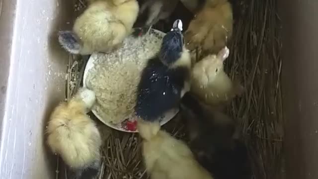 Ducklings eat for the first time