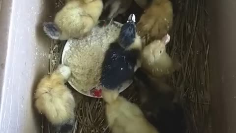 Ducklings eat for the first time