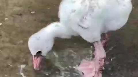 Baby Flamingo Cute Video