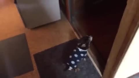 Top 10 dog barking video compilation 2023