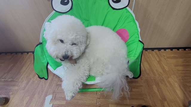 a cute little puppy sitting on a chair munching on a wooden stick deliciously.