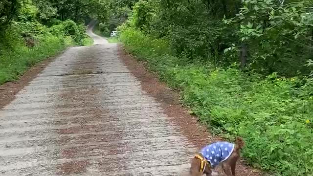 Walking dogs