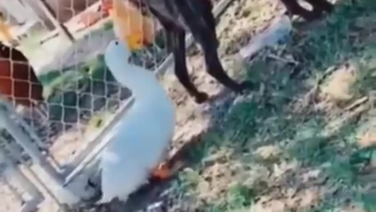 Funniest animal 🤣