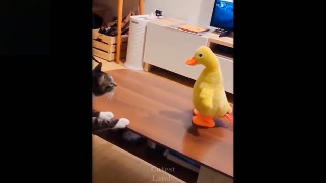 cute and funny pets video 🤔