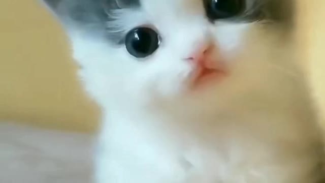 As every cat owner knows, nobody owns a cat