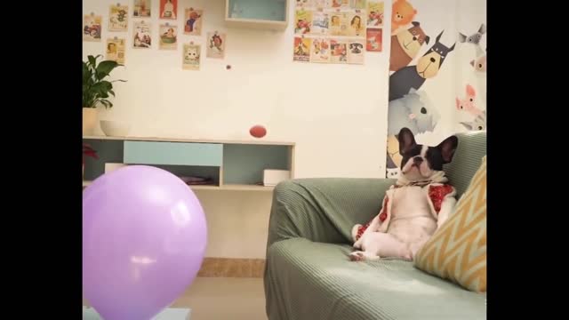 Funny animal vedio