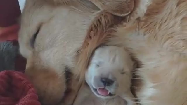 Cutest puppies family