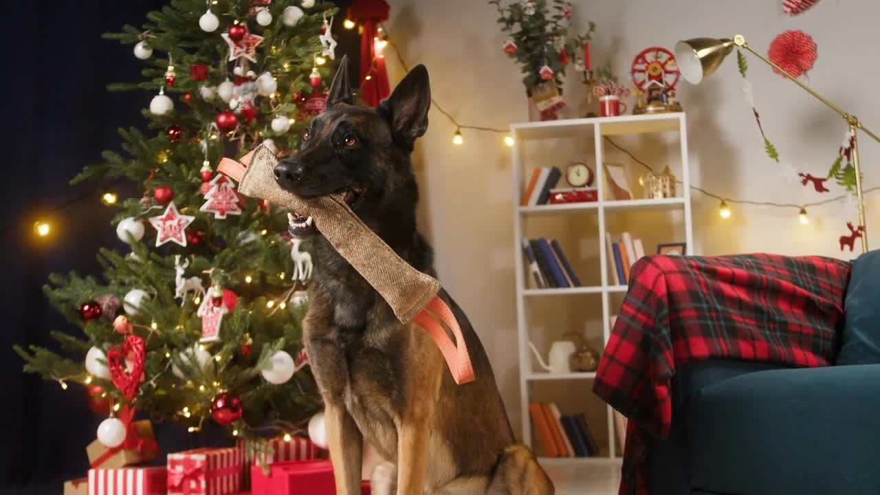 Malinois bard holding toy in mouth. Belgian shepherd dog posing in living room