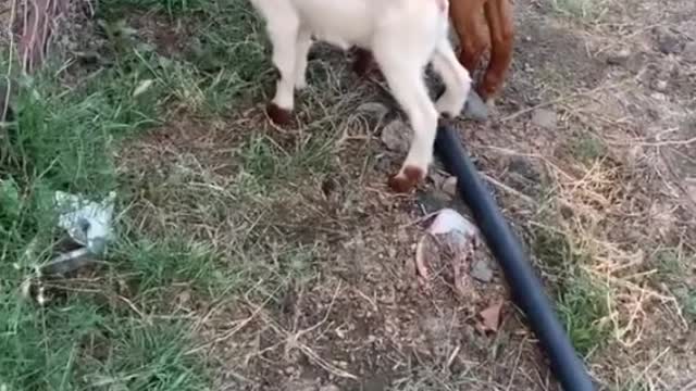 Animals funny 22
