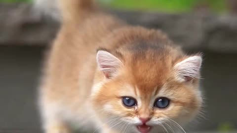 Baby lion 🦁