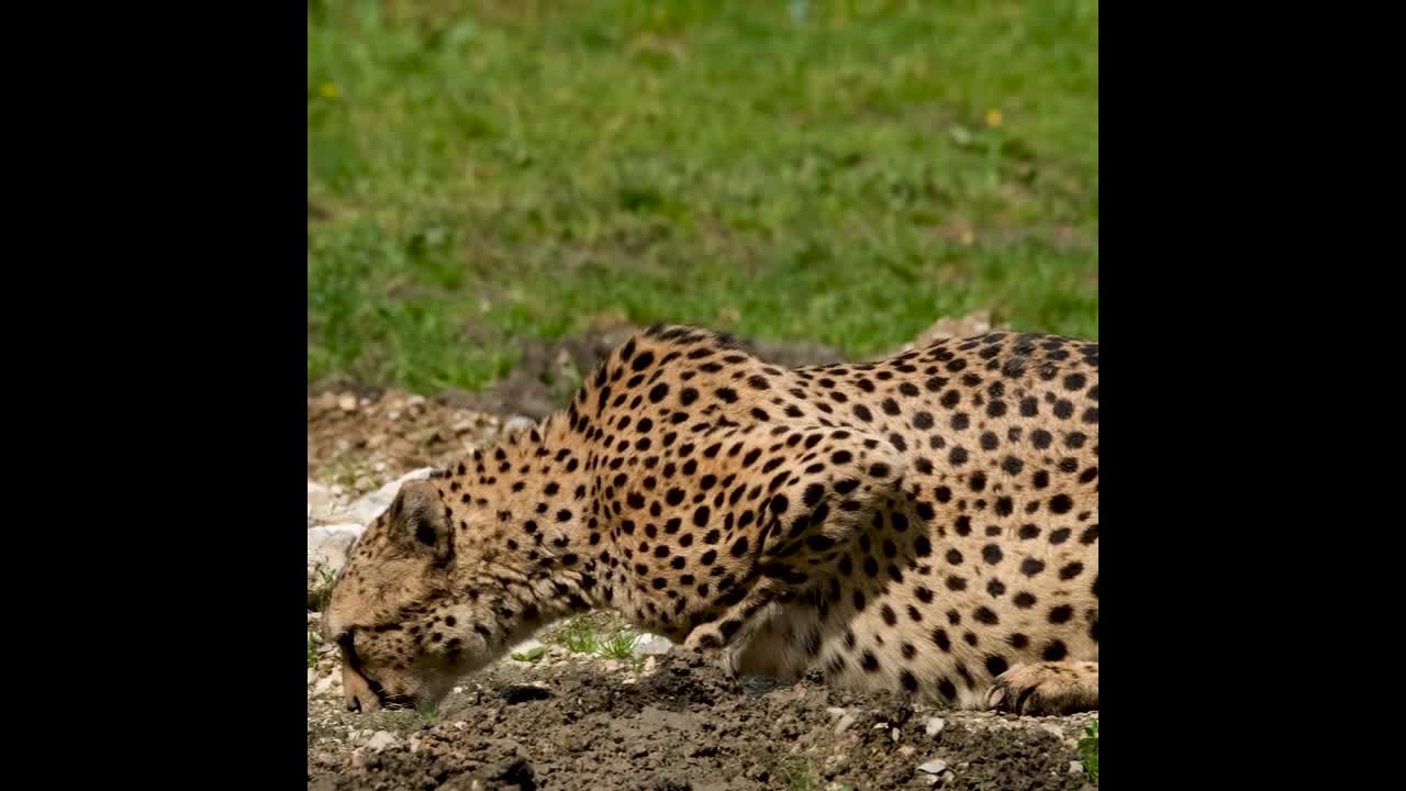 Smart cheetah suspects something