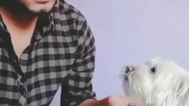 Dog funny video *