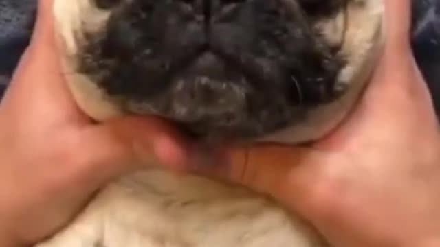 Cute puppy fun in beach, puppy, dog, playful, beach, sand, play, canine, pet, cute