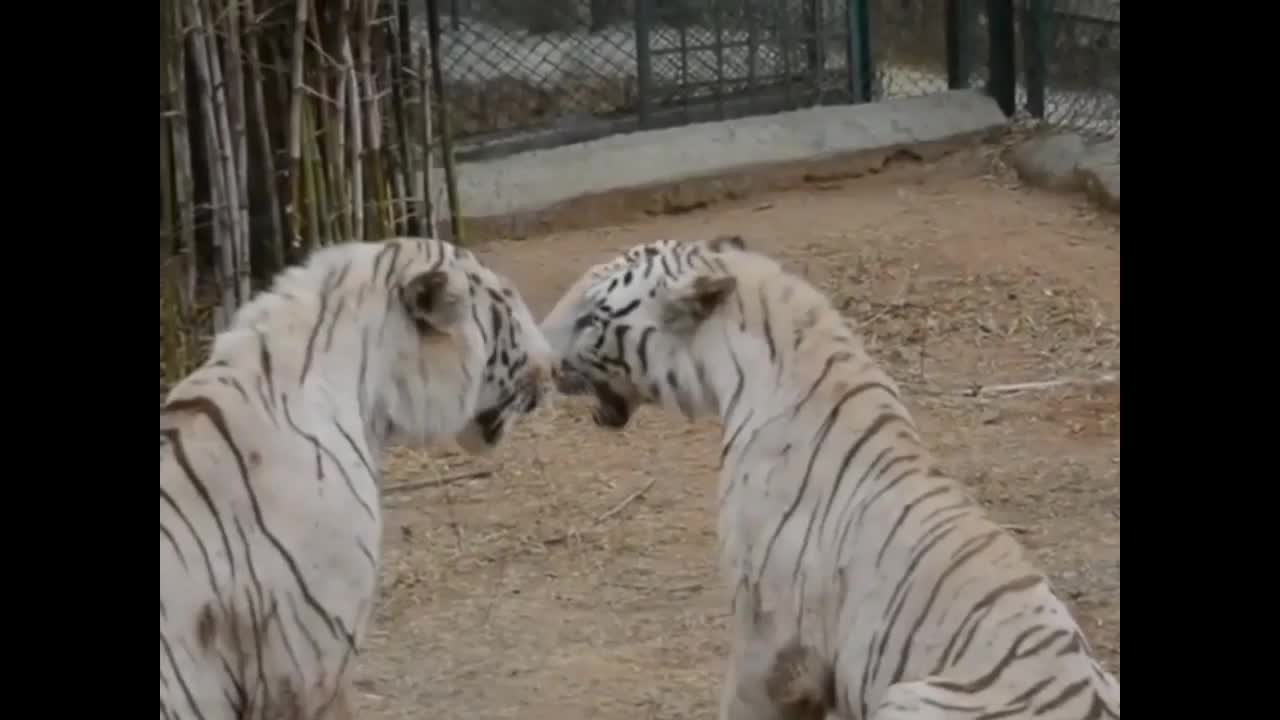 Tigers fighting