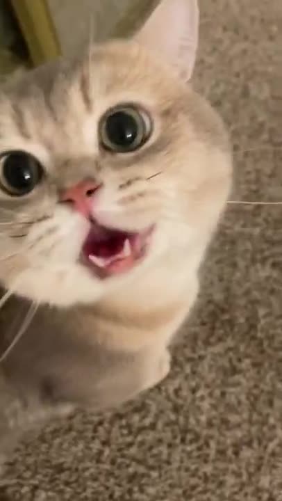 Funny Cats and Kittens Jump Meowing