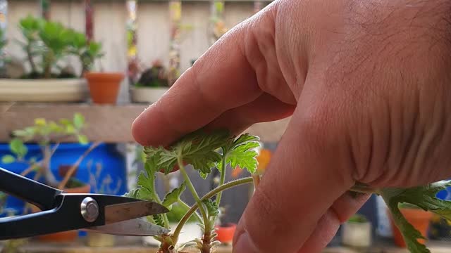 mame Pelargonium graveolens - checking the roots Part 2 - 2020 10