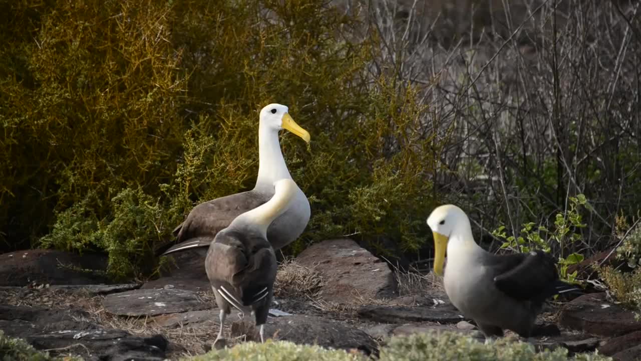 Galapagos Albatross Dance