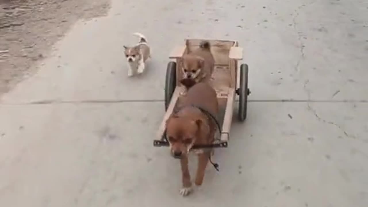 Funny dogs