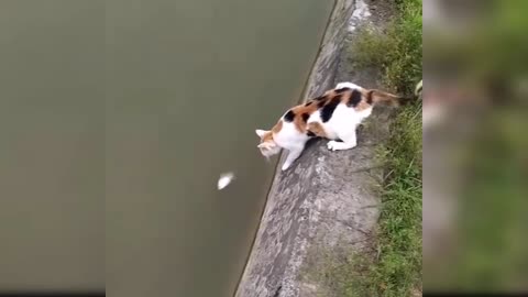 Fish Cat Funny