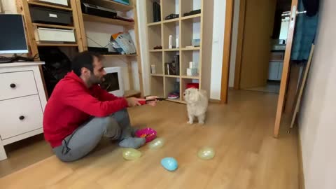 Reto# BARRERA de GLOBOS vs Bichon Maltés - Anima Dogs