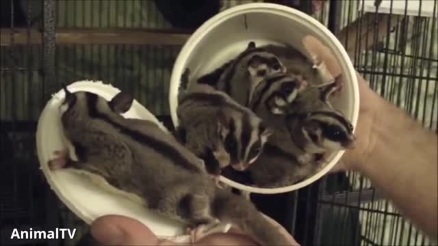 Funny & Cute ompilation