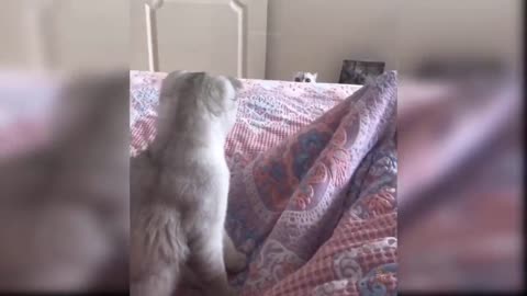 The funny animals