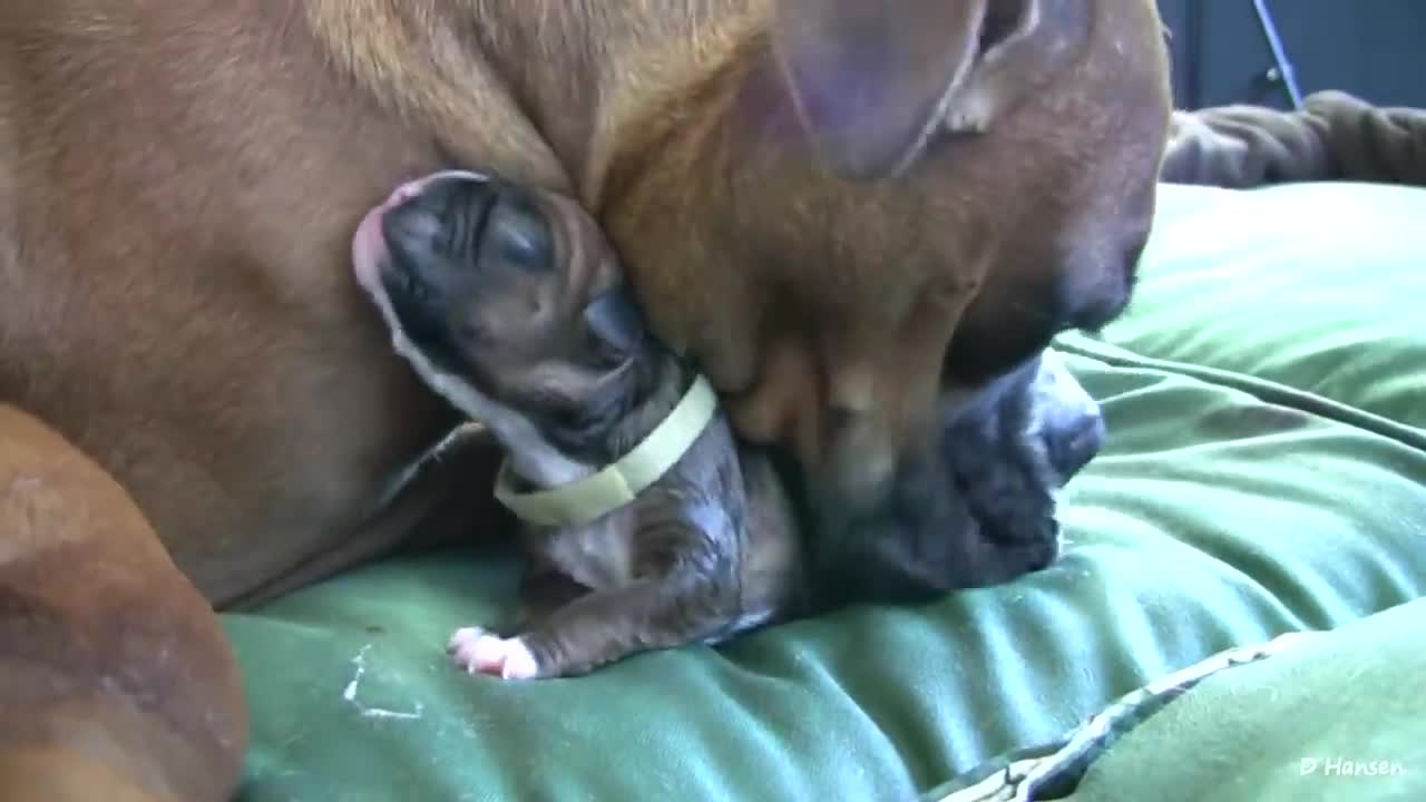 Dog Has Amazing Birthday While Standing!!