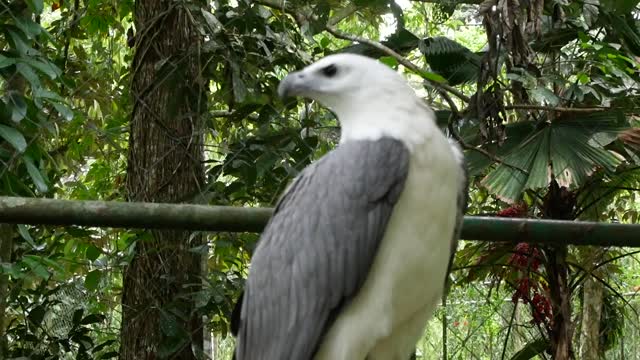 Amazing White And Gray Bald Eagle