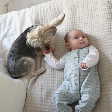 Adorable Baby Is Playing With A Dog